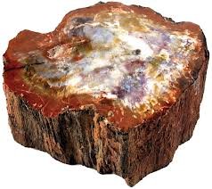 BOIS SILICIFIÉ - BOIS PETRIFIE
