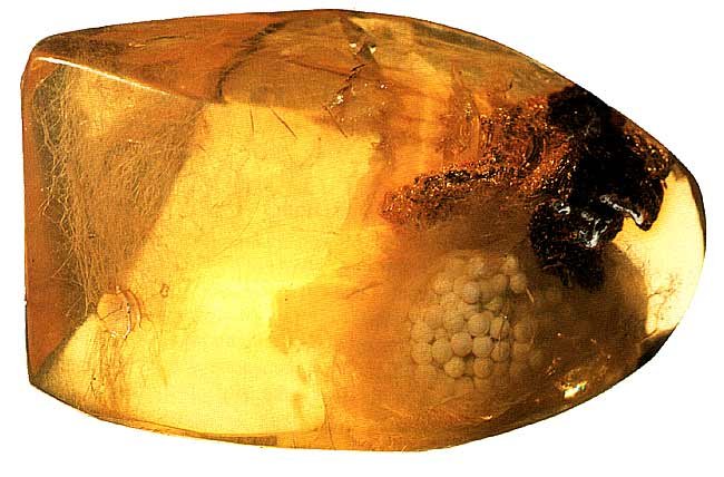 AMBRE