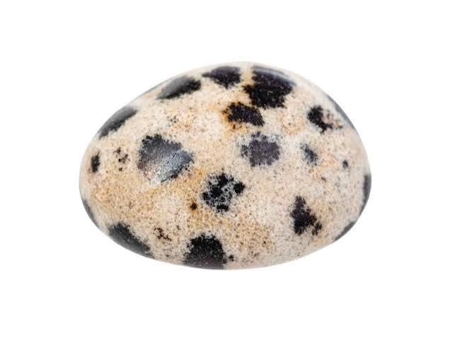 JASPE DALMATIEN